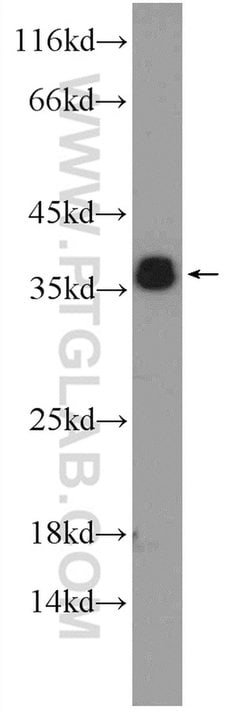 ORAI2 Rabbit anti-Human, Mouse, Polyclonal, Proteintech:Antibodies:Primary
