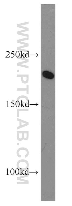 POLR1A Rabbit anti-Human, Polyclonal, Proteintech 150 &mu;L; Unconjugated:Antibodies,