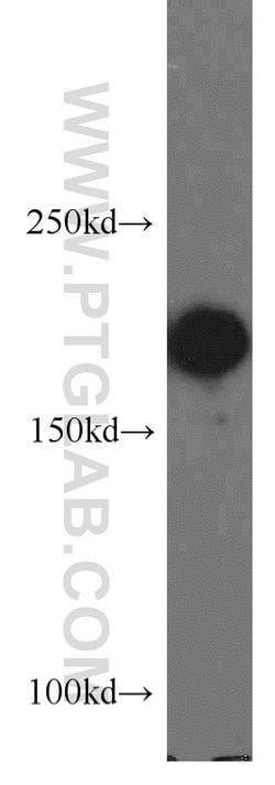 POLR1A Rabbit anti-Human, Polyclonal, Proteintech 150 &mu;L; Unconjugated:Antibodies,