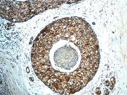 CD9 Rabbit anti-Human, Polyclonal, Proteintech 150 &mu;L; Unconjugated:Antibodies,