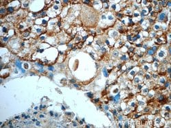 CD9 Rabbit anti-Human, Polyclonal, Proteintech 150 &mu;L; Unconjugated:Antibodies,