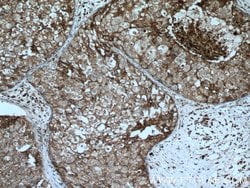CD9 Rabbit anti-Human, Polyclonal, Proteintech 150 &mu;L; Unconjugated:Antibodies,
