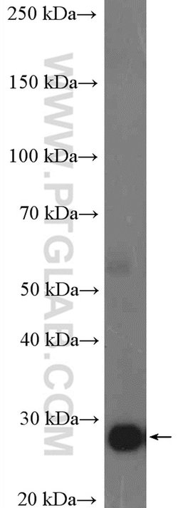 CD9 Rabbit anti-Human, Polyclonal, Proteintech 150 &mu;L; Unconjugated:Antibodies,