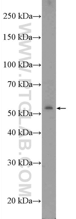 ZNF486 Rabbit anti-Human, Polyclonal, Proteintech:Antibodies:Primary Antibodies