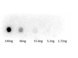 Guinea Pig Serum Polyclonal Antibody, HRP, Rockland 25 &mu;L; HRP:Antibodies,