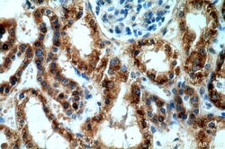 AGPAT9 Rabbit anti-Human, Mouse, Rat, Polyclonal, Proteintech:Antibodies:Primary