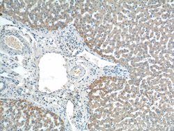 AGPAT9 Rabbit anti-Human, Mouse, Rat, Polyclonal, Proteintech:Antibodies:Primary