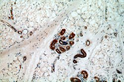 ABHD12B Rabbit anti-Human, Mouse, Polyclonal, Proteintech:Antibodies:Primary