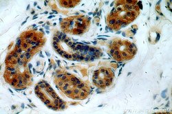 ABHD12B Rabbit anti-Human, Mouse, Polyclonal, Proteintech:Antibodies:Primary
