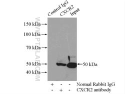 CXCR2 Rabbit anti-Human, Polyclonal, Proteintech:Antibodies:Primary Antibodies