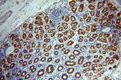 CHCHD6 Rabbit anti-Human, Polyclonal, Proteintech:Antibodies:Primary Antibodies