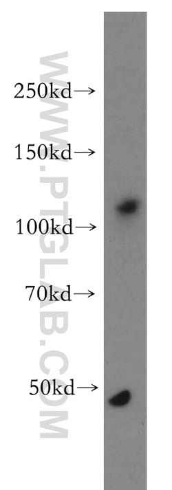 ANO2 Rabbit anti-Human, Mouse, Rat, Polyclonal, Proteintech 150 &mu;L;