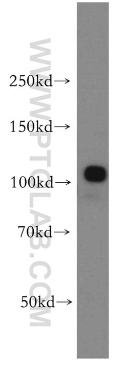 ANO2 Rabbit anti-Human, Mouse, Rat, Polyclonal, Proteintech 150 &mu;L;