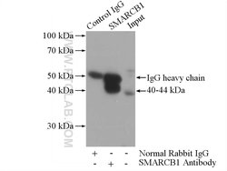 SMARCB1 Rabbit anti-Human, Mouse, Rat, Polyclonal, Proteintech:Antibodies:Primary