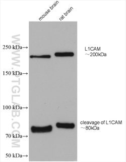 L1CAM Rabbit anti-Human, Mouse, Rat, Polyclonal, Proteintech 20 &mu;L;