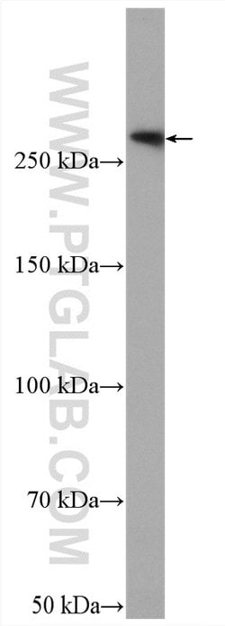 FLNB Rabbit anti-Human, Mouse, Rat, Polyclonal, Proteintech 150 &mu;L;