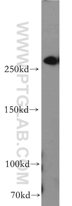 FLNB Rabbit anti-Human, Mouse, Rat, Polyclonal, Proteintech 150 &mu;L;