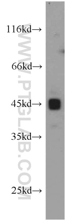 PAWR Rabbit anti-Human, Mouse, Rat, Polyclonal, Proteintech:Antibodies:Primary