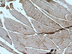 IRS2 Rabbit anti-Human, Mouse, Polyclonal, ProteinTech 150 &mu;L; Unconjugated:Antibodies,