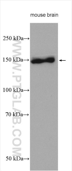 IRS2 Rabbit anti-Human, Mouse, Polyclonal, ProteinTech