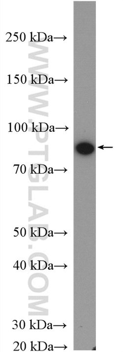 TOP1 Rabbit anti-Human, Mouse, Rat, Polyclonal, Proteintech:Antibodies:Primary