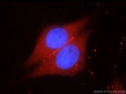 SYNM Rabbit anti-Human, Polyclonal, Proteintech 150 &mu;L; Unconjugated:Antibodies,