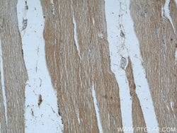 SYNM Rabbit anti-Human, Polyclonal, Proteintech 150 &mu;L; Unconjugated:Antibodies,