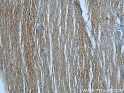 SYNM Rabbit anti-Human, Polyclonal, Proteintech 150 &mu;L; Unconjugated:Antibodies,