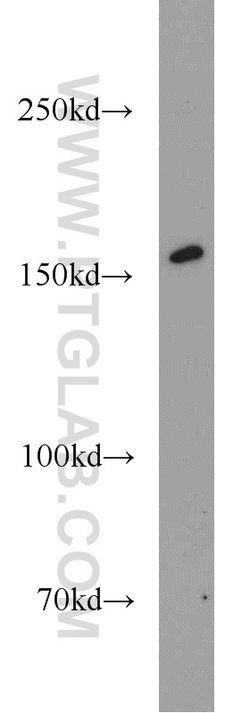 SYNM Rabbit anti-Human, Polyclonal, Proteintech 150 &mu;L; Unconjugated:Antibodies,