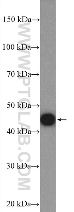 LHX3 Rabbit anti-Human, Mouse, Polyclonal, Proteintech:Antibodies:Primary