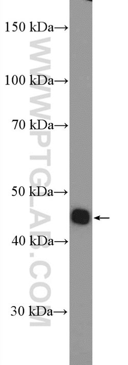 LHX3 Rabbit anti-Human, Mouse, Polyclonal, Proteintech:Antibodies:Primary