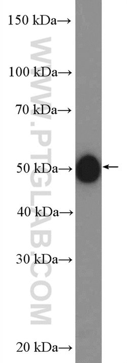 LHX3 Rabbit anti-Human, Mouse, Polyclonal, Proteintech:Antibodies:Primary