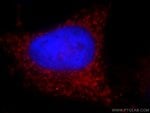 Thumbnail_GSDMD Rabbit anti-Human, Polyclonal, Proteintech 150 &mu;L; Unconjugated:Anticuerpos