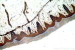 Thumbnail_GSDMD Rabbit anti-Human, Polyclonal, Proteintech 150 &mu;L; Unconjugated:Anticuerpos