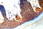 Thumbnail_GSDMD Rabbit anti-Human, Polyclonal, Proteintech 150 &mu;L; Unconjugated:Anticuerpos