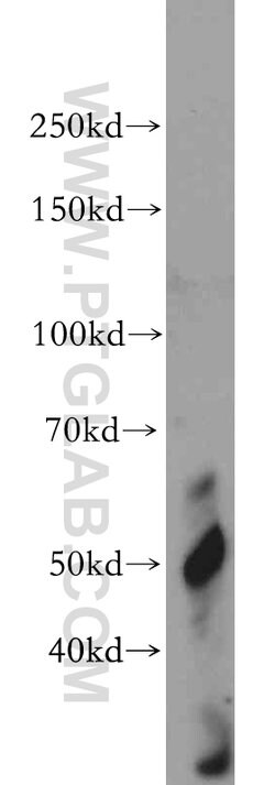 VIPAS39 Rabbit anti-Human, Mouse, Rat, Polyclonal, Proteintech 150 &mu;L;