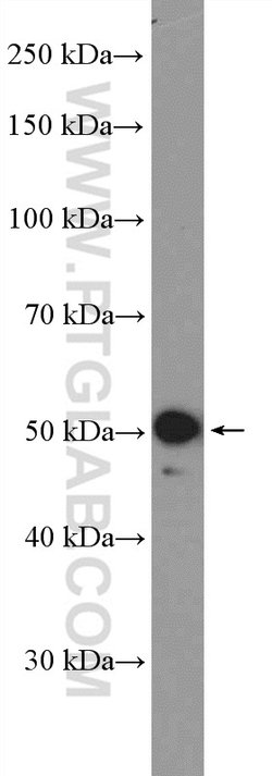 VIPAS39 Rabbit anti-Human, Mouse, Rat, Polyclonal, Proteintech 150 &mu;L;