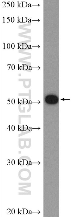 VIPAS39 Rabbit anti-Human, Mouse, Rat, Polyclonal, Proteintech 150 &mu;L;