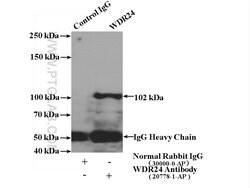 WDR24 Rabbit anti-Human, Mouse, Polyclonal, Proteintech 150 &mu;L | Buy Online | Proteintech Group Inc | Fisher Scientific