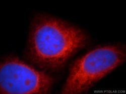 Proteintech WDR55 Rabbit anti-Human, Polyclonal, Proteintech