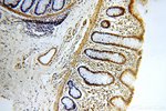 Thumbnail_WDR55 Rabbit anti-Human, Polyclonal, Proteintech 150 &mu;L; Unconjugated:Antibodies