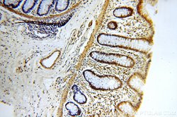 WDR55 Rabbit anti-Human, Polyclonal, Proteintech:Antibodies:Primary Antibodies