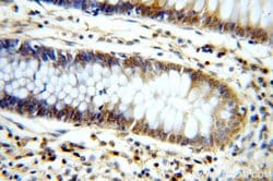 WDR55 Rabbit anti-Human, Polyclonal, Proteintech:Antibodies:Primary Antibodies