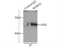 WDR55 Rabbit anti-Human, Polyclonal, Proteintech:Antibodies:Primary Antibodies