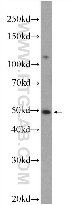 WDR55 Rabbit anti-Human, Polyclonal, Proteintech:Antibodies:Primary Antibodies