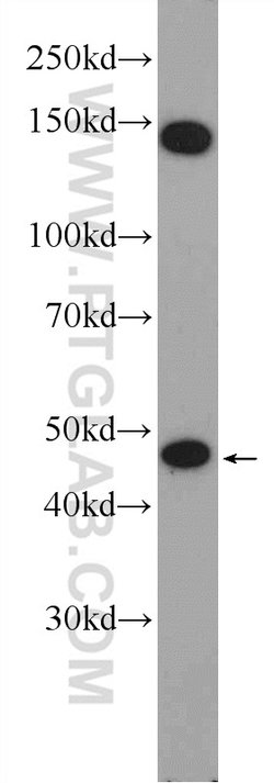 WDR55 Rabbit anti-Human, Polyclonal, Proteintech:Antibodies:Primary Antibodies