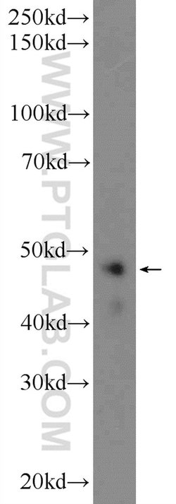 WDR55 Rabbit anti-Human, Polyclonal, Proteintech:Antibodies:Primary Antibodies