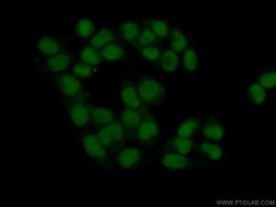 C7orf50 Rabbit anti-Human, Polyclonal, Proteintech 150 &mu;L; Unconjugated:Antibodies,