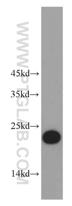 C7orf50 Rabbit anti-Human, Polyclonal, Proteintech 150 &mu;L; Unconjugated:Antibodies,