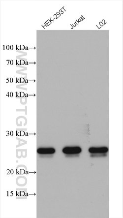 C7orf50 Rabbit anti-Human, Polyclonal, Proteintech 150 &mu;L; Unconjugated:Antibodies,